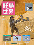 雑誌画像:野鳥の世界