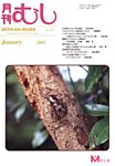 月刊むし 見本誌