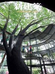 新建築