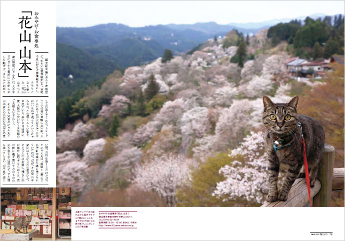 猫びより ｜定期購読8%OFF - 雑誌のFujisan