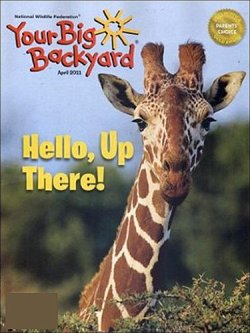 YOUR BIG BACKYARD 表紙