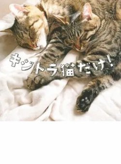 キジトラ猫だけ！（TOKYO NEWS BOOKS） 表紙