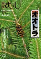 昆虫標本 カメレオンバッタ オオムラサキ オオカマキリ 希少昆虫標本 カメレオンバッタ オオムラサキ オオカマキリ現状