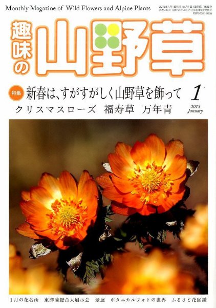 趣味の山野草 2015年1月号 (発売日2014年12月12日) 表紙