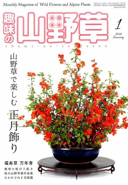 趣味の山野草 2016年1月号 (発売日2015年12月12日) 表紙