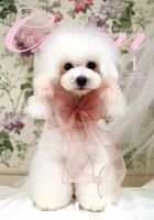 Cuun（クーン） 2016年1月号 (発売日2016年01月10日) 表紙