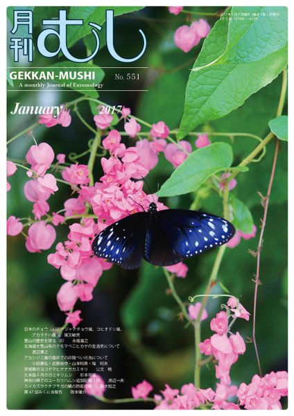 月刊むし 551 (発売日2016年12月22日) 表紙