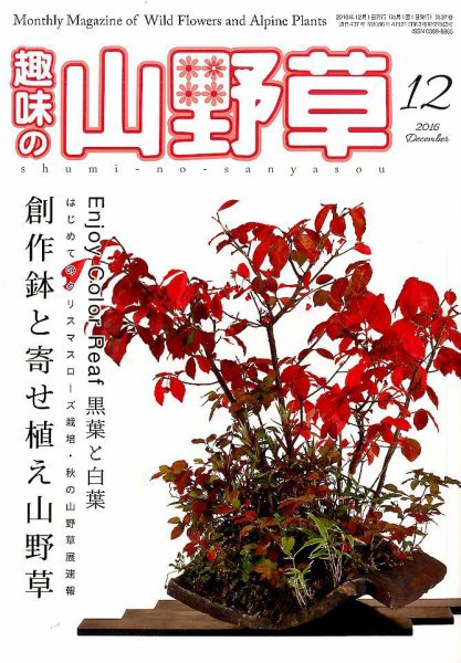 趣味の山野草 2016年12月号 (発売日2016年11月11日) 表紙
