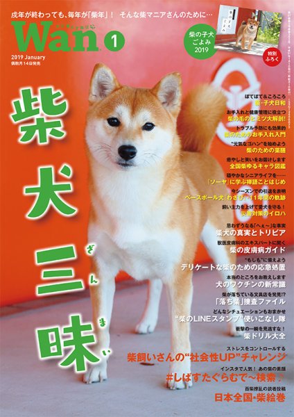wan（わん） 2019年1月号 (発売日2018年12月14日) 表紙