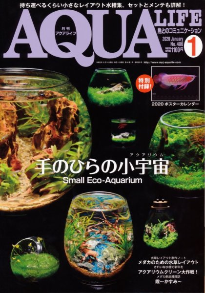 アクアライフ 1月号 (発売日2019年12月11日) 表紙