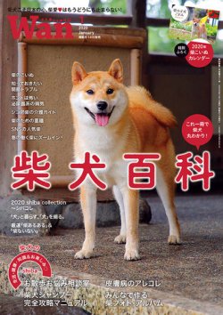 雑誌 定期購読の予約はfujisan 雑誌内検索 かませ犬 がwan わん の19年12月13日発売号で見つかりました