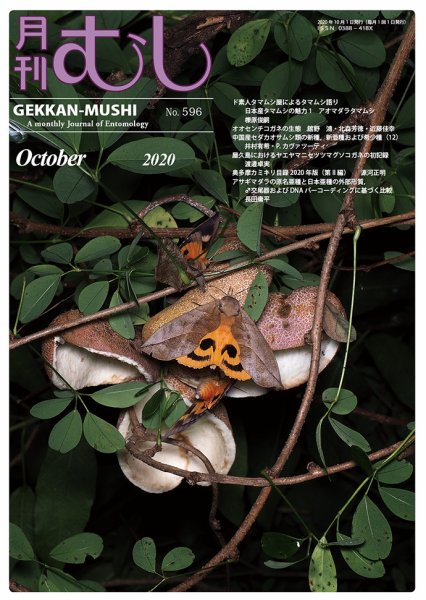 月刊むし 596 (発売日2020年09月24日) 表紙