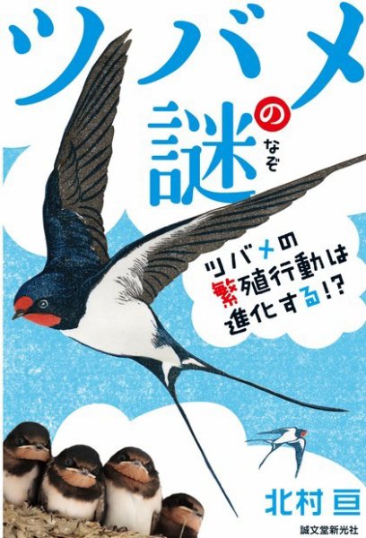 ツバメの謎 2015年02月12日発売号 表紙