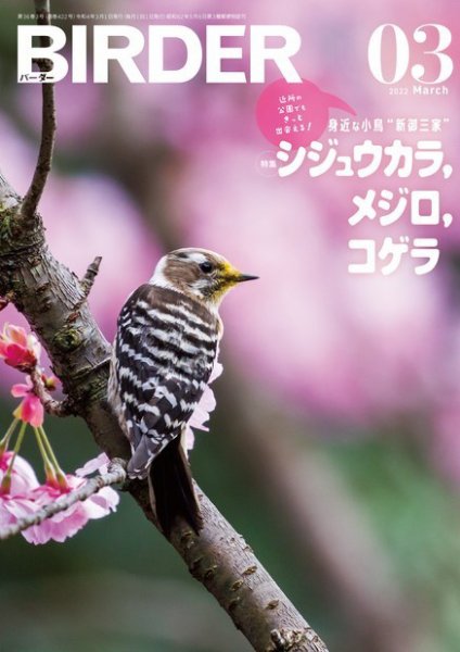 BIRDER（バーダー）のバックナンバー | 雑誌/電子書籍/定期購読の予約