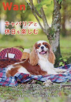 wan 雑誌 キャバリア