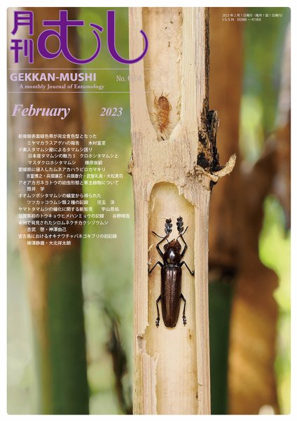 月刊むし 624 (発売日2023年01月20日) 表紙