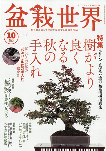 一位盆栽 限界価格 盆栽 一位 -イチイ-/盆栽、多肉植物、塊根植物、観葉植物通販