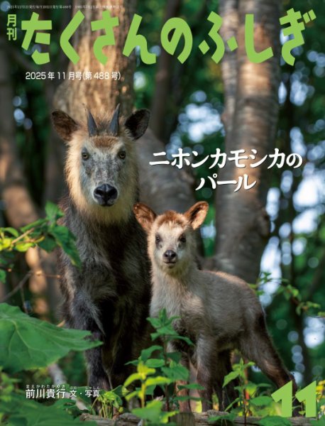 たくさんのふしぎ 2025年11月号 (発売日2025年10月03日) 表紙
