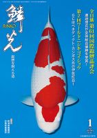 全国大会・品評会用！変り鯉・銀鱗光り羽白・実績ありの種親！ 全国大会・品評会用！変り鯉・銀鱗光り羽白・実績ありの種親！