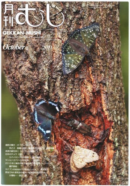 月刊むし 488 (発売日2011年09月21日) 表紙