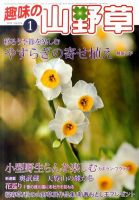 趣味の山野草 2017年01月号 趣味の山野草2024年1