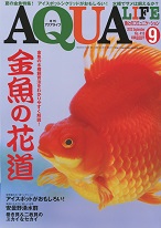 C09-044 月刊アクアライフ 2013 9 金魚ノ花道 アイスポットシクリッド 巻貝&二枚貝 エムビージェー