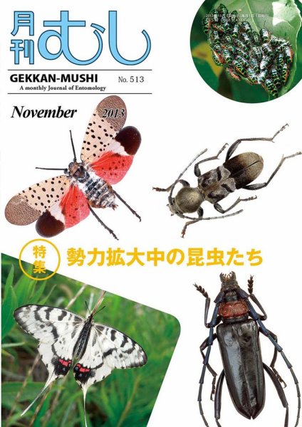 月刊むし 513 (発売日2013年10月22日) 表紙