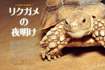 ビバリウムガイド 110号 (発売日2025年08月01日) | 雑誌/電子書籍/定期