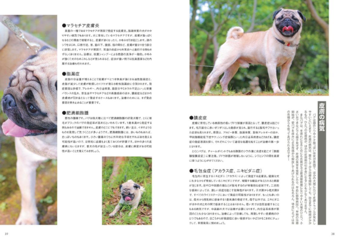 愛犬の友 年5月号 発売日年04月25日 雑誌 電子書籍 定期購読の予約はfujisan