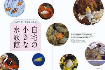 コーラルフリークス｜定期購読 - 雑誌のFujisan
